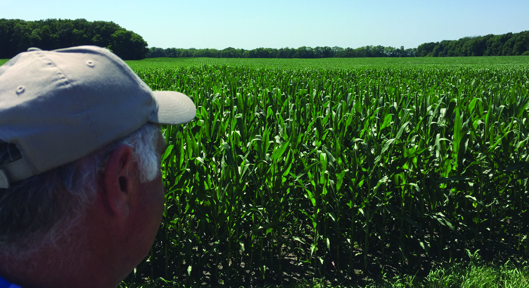 A photograph of a corn farm field. The field is a bright green color