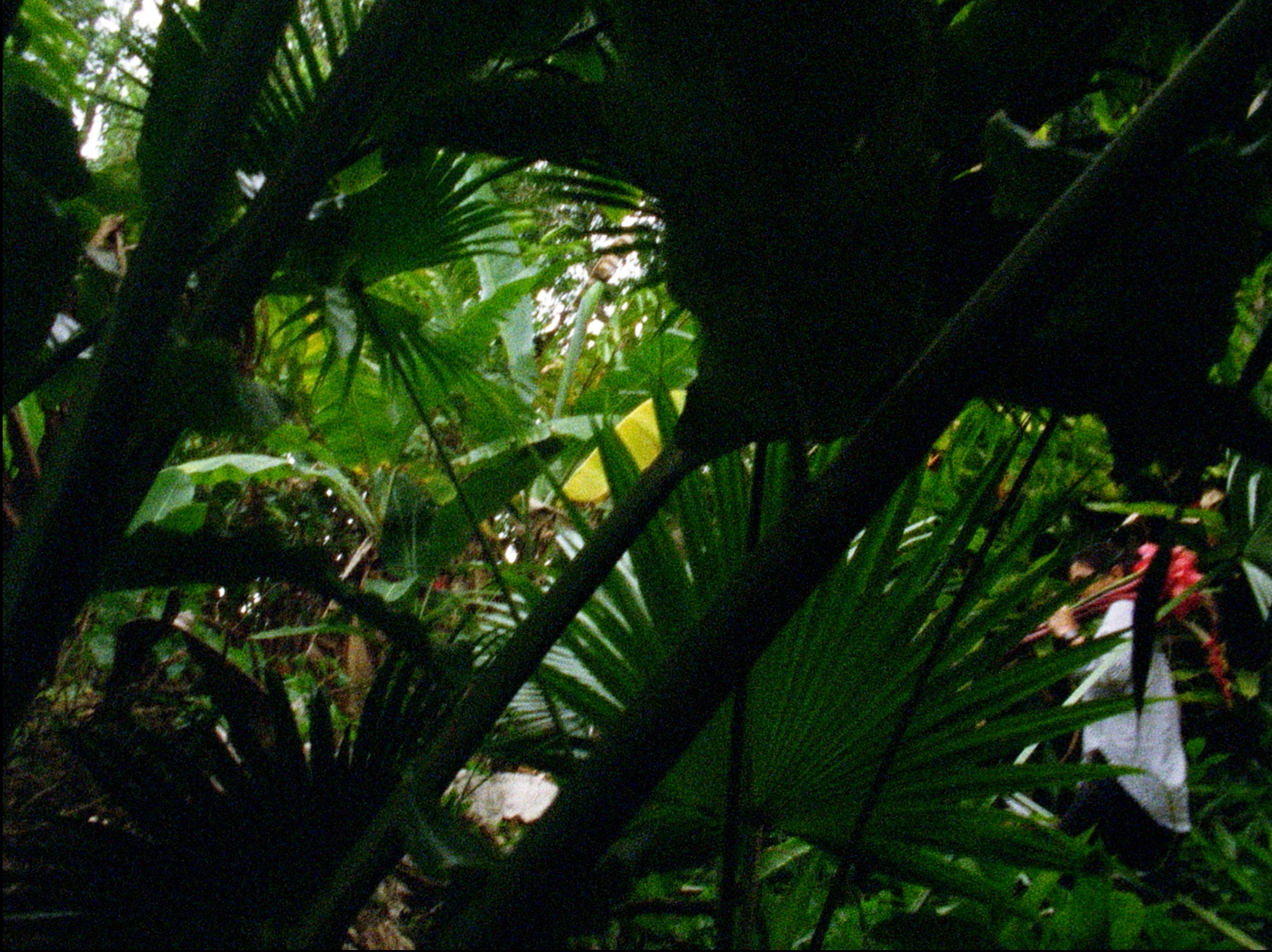 Green foliage with a person barely visible behind the leaves.|A woman with light brown skin and curly brown hair looks into the camera with a small smile.